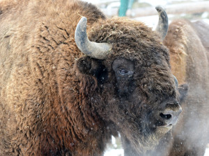 FOTOGALERIE: Svatý Kopeček je plný zvířat i v zimě