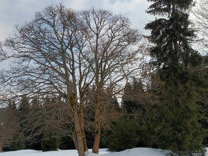 FOTOGALERIE: Krásné výhledy, tajemná rozhledna, borůvkové knedlíky