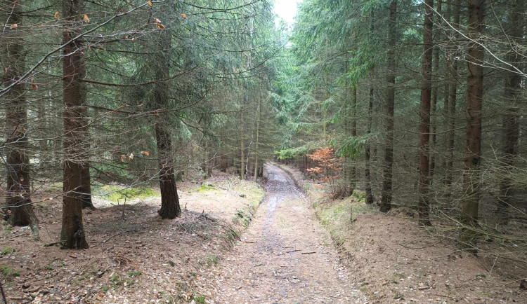 FOTOGALERIE: Kouzelné lesy a krásná příroda v okolí vrcholu Skalky