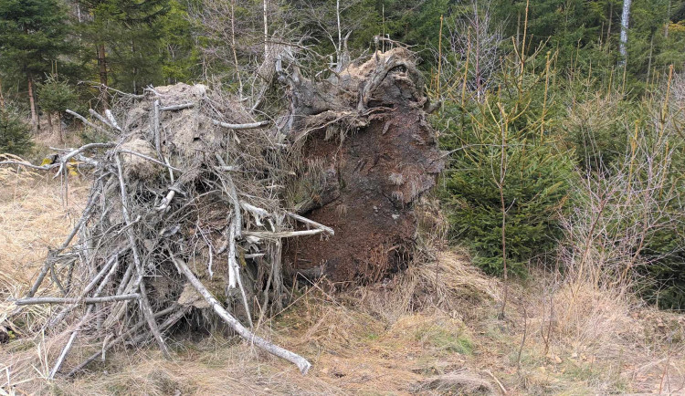 FOTOGALERIE: Krásná příroda v okolí vrcholu Skalky