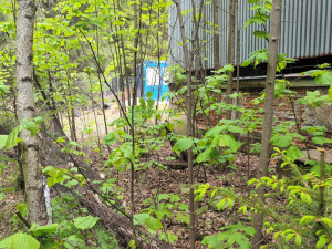 FOTOGALERIE: Nebezpečné kadmiové odpady u Vikantic na Šumpersku