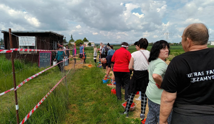 FOTOGALERIE: Jahodové pole u Prostějova obsadili sběrači