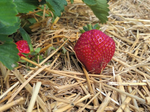 FOTOGALERIE: Jahodové pole u Prostějova obsadili sběrači