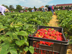 FOTOGALERIE: Jahodové pole u Prostějova obsadili sběrači