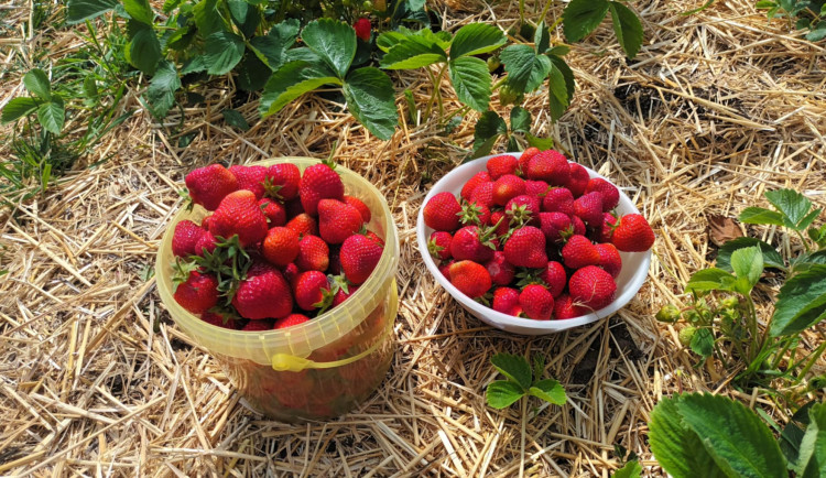 FOTOGALERIE: Jahodové pole u Prostějova obsadili sběrači