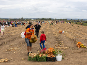 FOTO: Obrovský zájem o zeleninu z Hané. Samosběru u Olomouce přilákal tisíce lidí