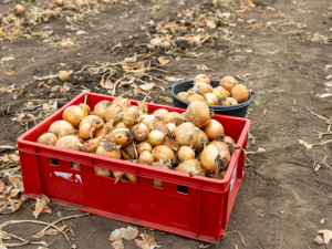 FOTO: Obrovský zájem o zeleninu z Hané. Samosběru u Olomouce přilákal tisíce lidí