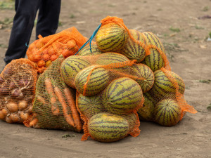 FOTO: Obrovský zájem o zeleninu z Hané. Samosběru u Olomouce přilákal tisíce lidí