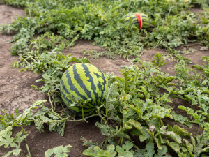 FOTO: Obrovský zájem o zeleninu z Hané. Samosběru u Olomouce přilákal tisíce lidí
