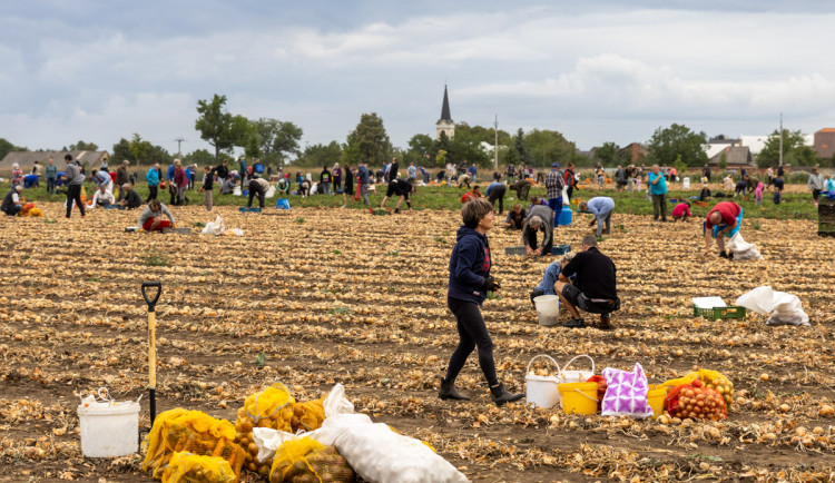 FOTO: Obrovský zájem o zeleninu z Hané. Samosběru u Olomouce přilákal tisíce lidí