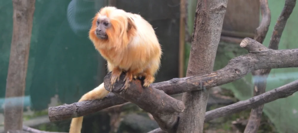 zoo Svatý kopeček