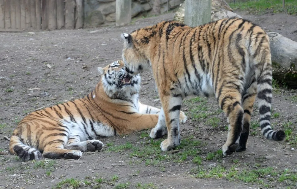 Pár tygrů ussurijských v olomoucké zoo. Foto: Zoo Olomouc