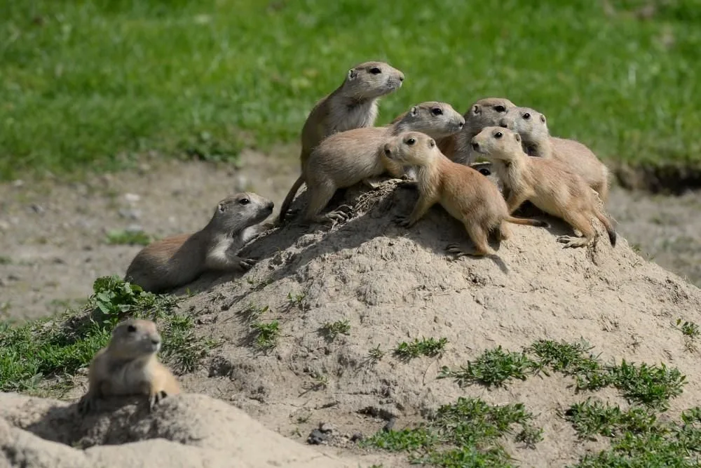 zoo-olomouc.cz