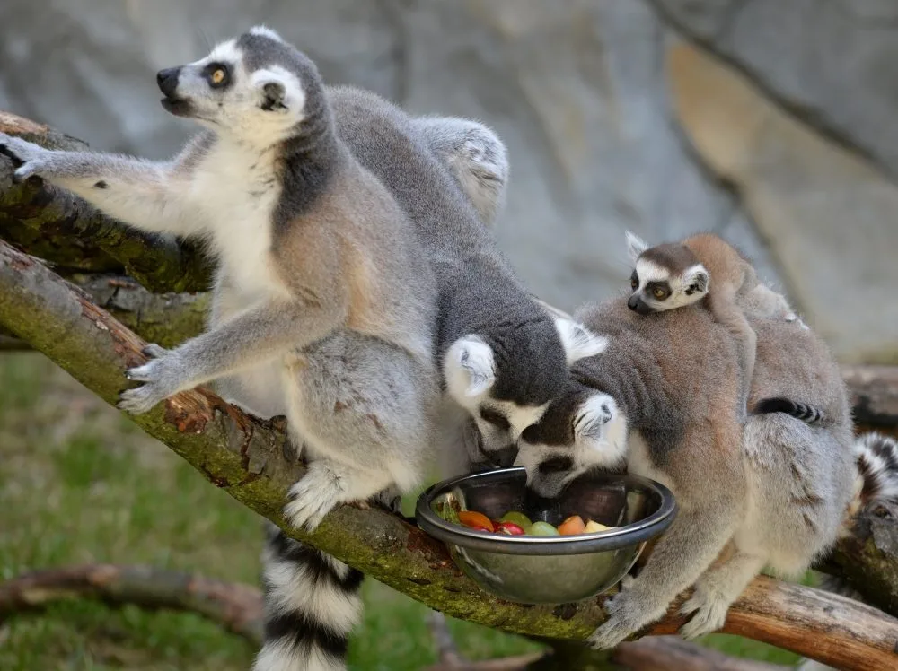 ZOO OLOMOUC