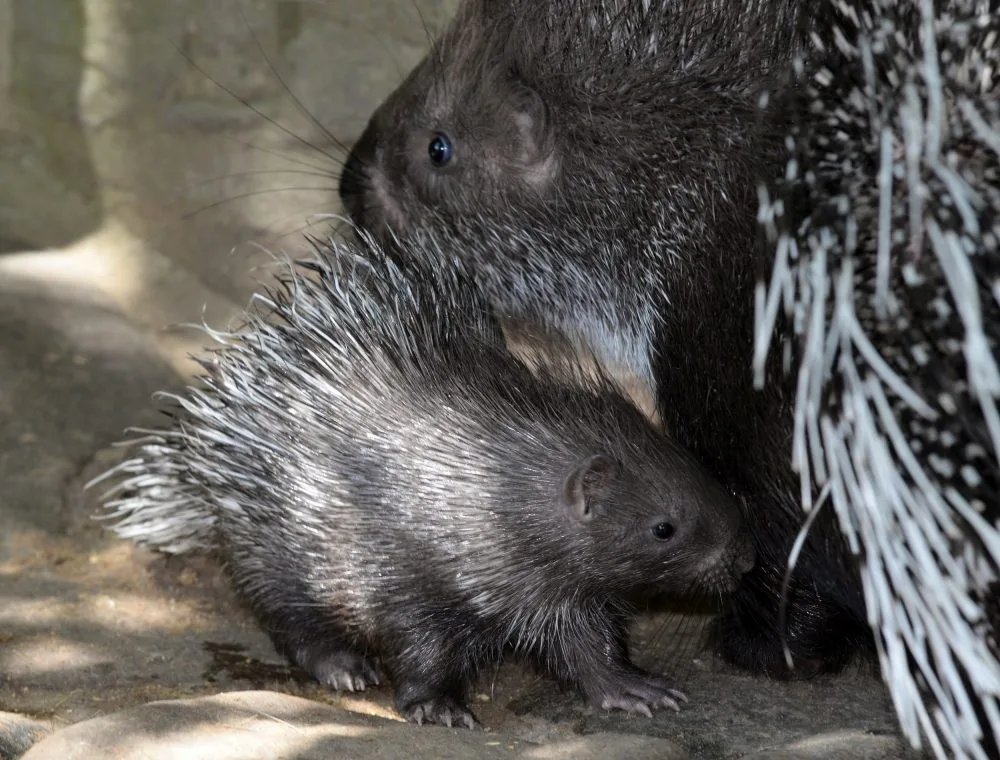 zoo Olomouc