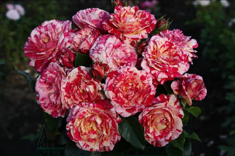 unikátní kousek růže Abracadabra hamburské společnosti Kordes rosen