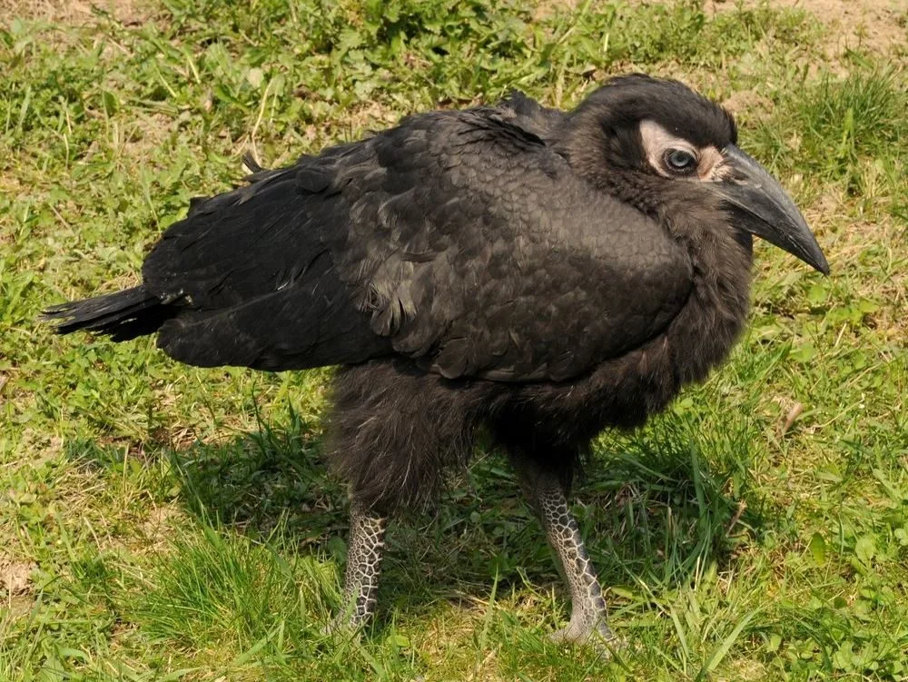 zoborožec, zdroj: Zoo Olomouc