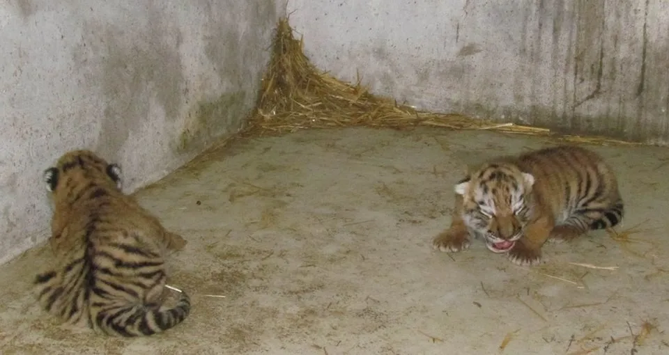 Zdroj: zoo-olomouc.cz
