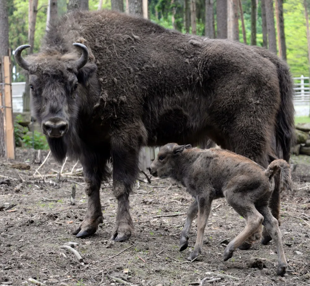 V olomoucké Zoo mají důvod k oslavám, po půl století se jim narodilo mládě zubra