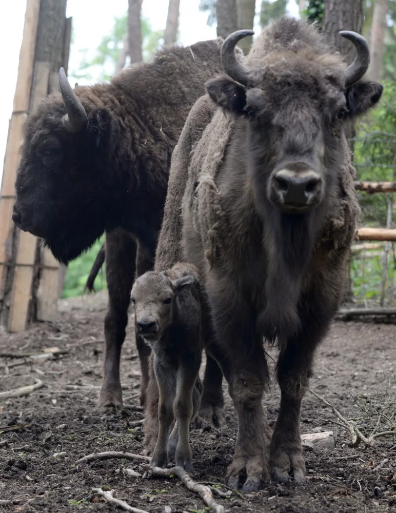 V olomoucké Zoo mají důvod k oslavám, po půl století se jim narodilo mládě zubra