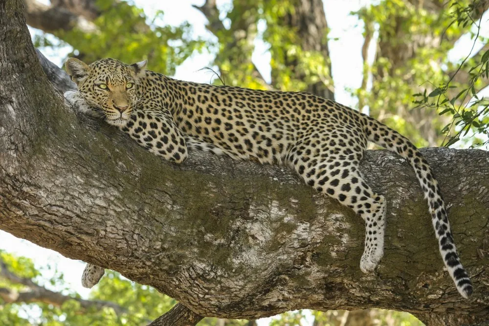 Zoo na Svatém Kopečku otevřela novou část safari, zaměřená je na Afriku