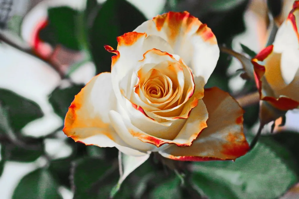 Přístí týden startuje letní Flora Olomouc, návštěvníci budou poznávat zahradu