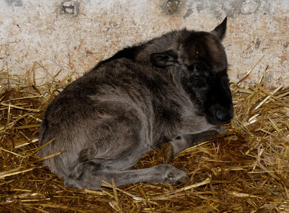 Galerie: V olomoucké zoo se narodila celkem tři mláďata pakoně běloocasého