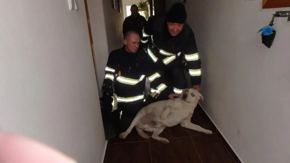 Hasiči z Litovle zachraňovali labradora ze sklepní šachty