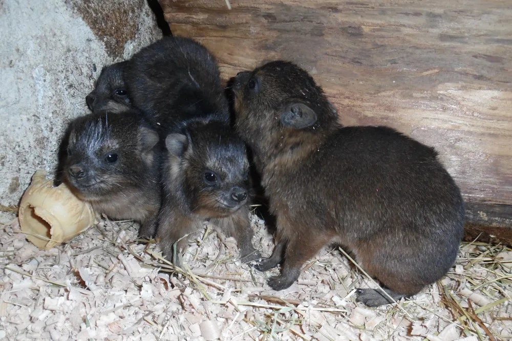 V olomoucké zoo se narodila mláďata damanů skalních