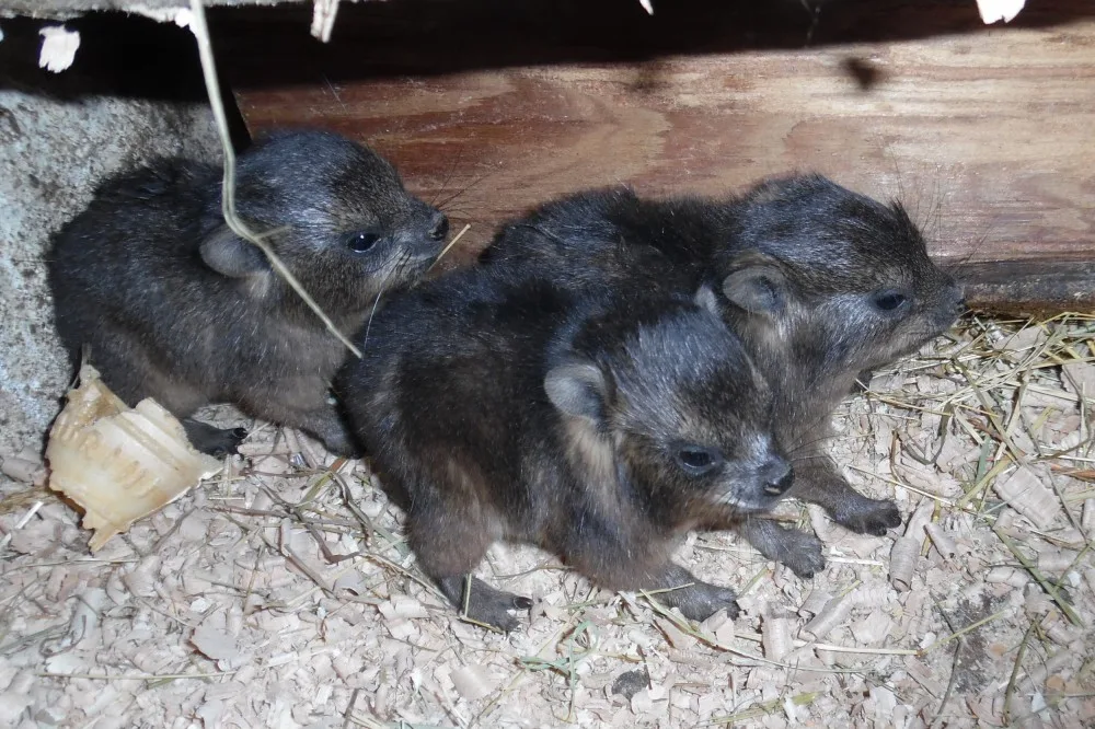 V olomoucké zoo se narodila mláďata damanů skalních