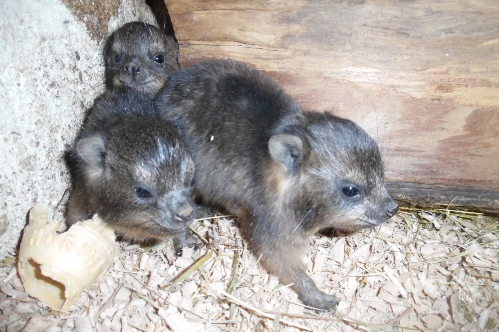 V olomoucké zoo se narodila mláďata damanů skalních