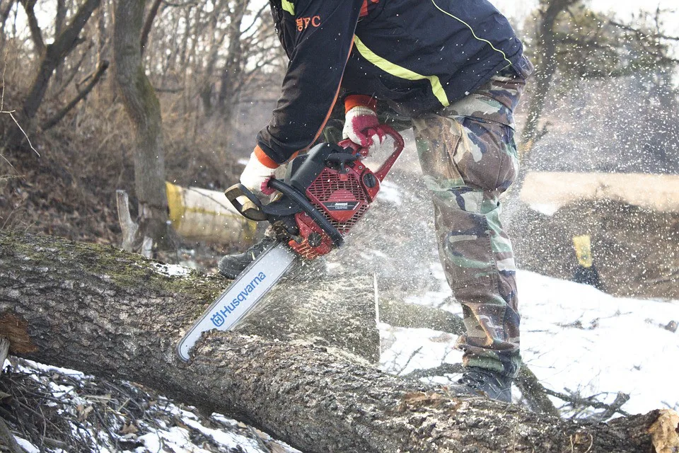 Kaštany v Rudolfově aleji se začnou kácet příští týden