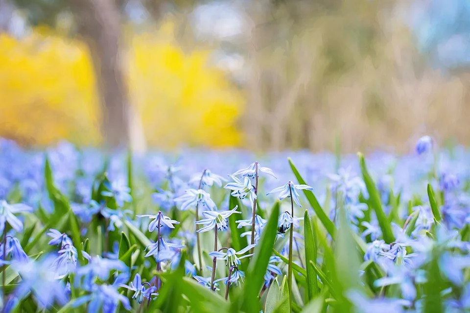 Olomoucká Jarní Flora je za dveřmi, letos si připomene výročí narození Karla IV.