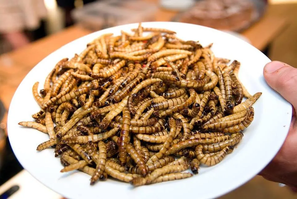 V Olomouci se bude konat Extreme Food Festival, ochutnat můžete hmyz i nejsmradlavější ovoce