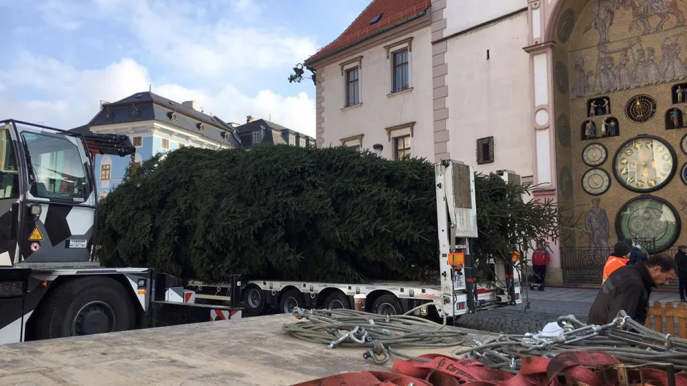 Na Horním náměstí už stojí vánoční stromeček. Pochází z Dubu nad Moravou a je vysoký 15 metrů