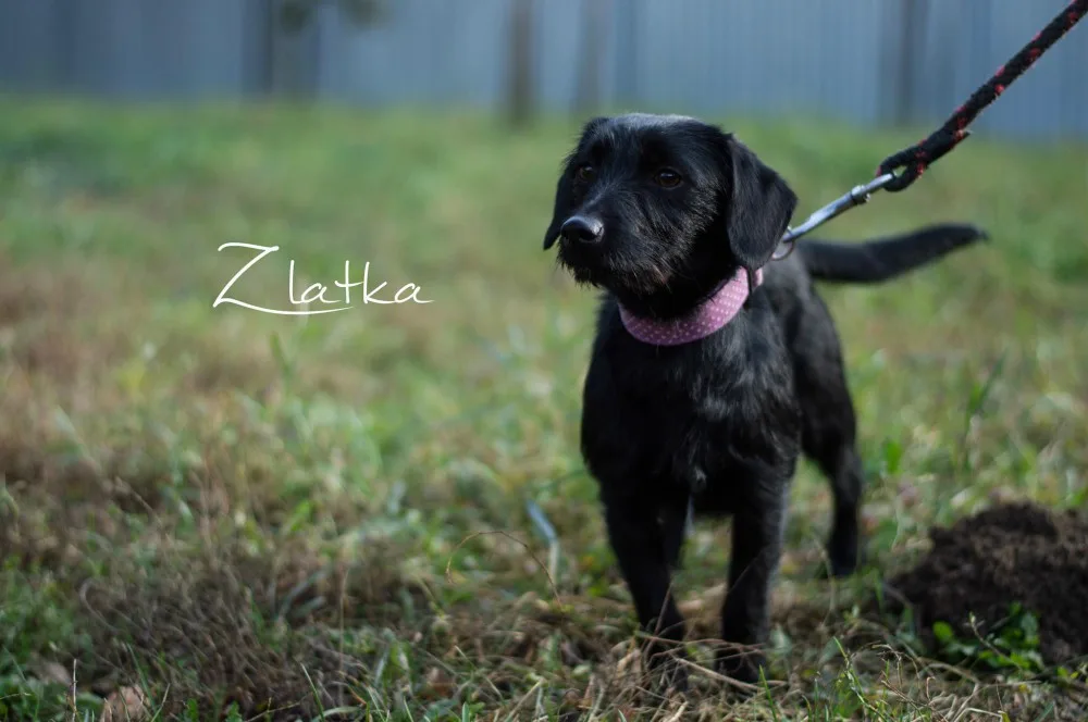 Zlatka