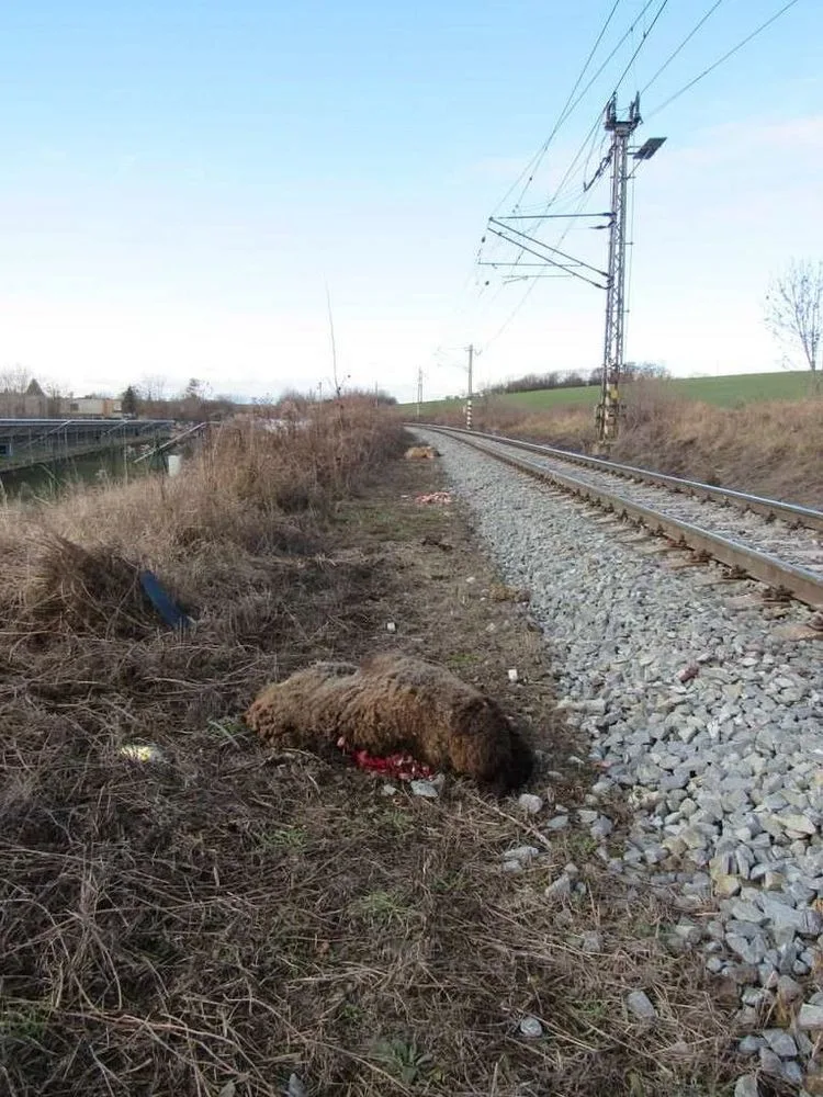 Na železničním přejezdu v Němčicích nad Hanou stálo stádo ovcí, vlak tři z nich srazil