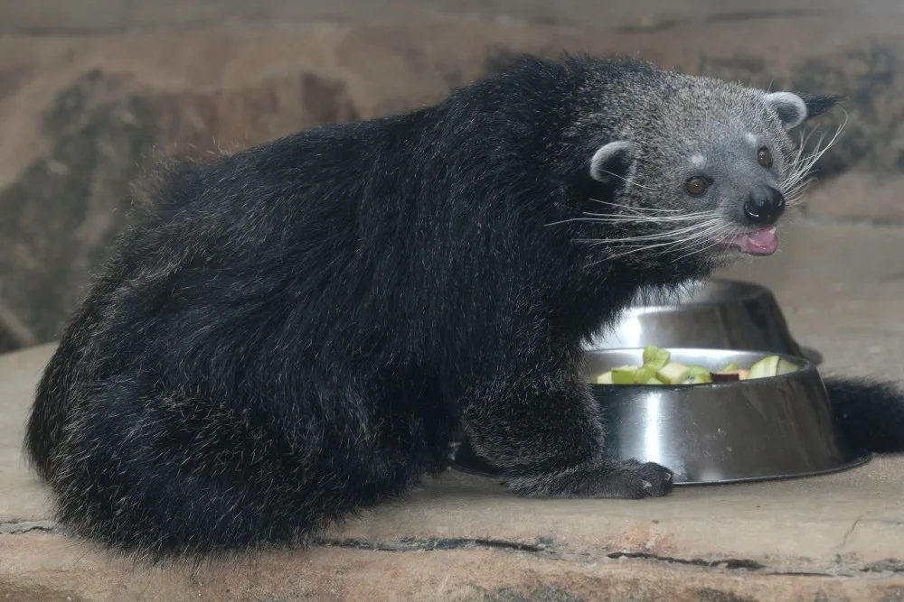 Dorotka, mládě binturongů z olomoucké zoo, už má nový domov – Zoo Tregomeur ve Francii
