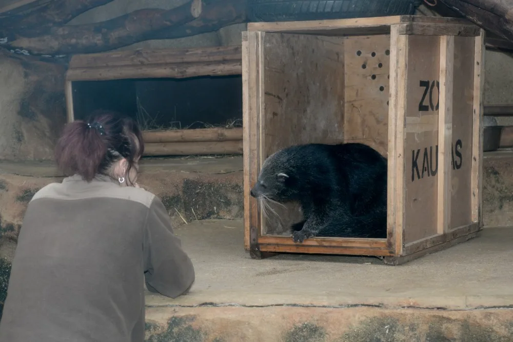 Dorotka, mládě binturongů z olomoucké zoo, už má nový domov – Zoo Tregomeur ve Francii
