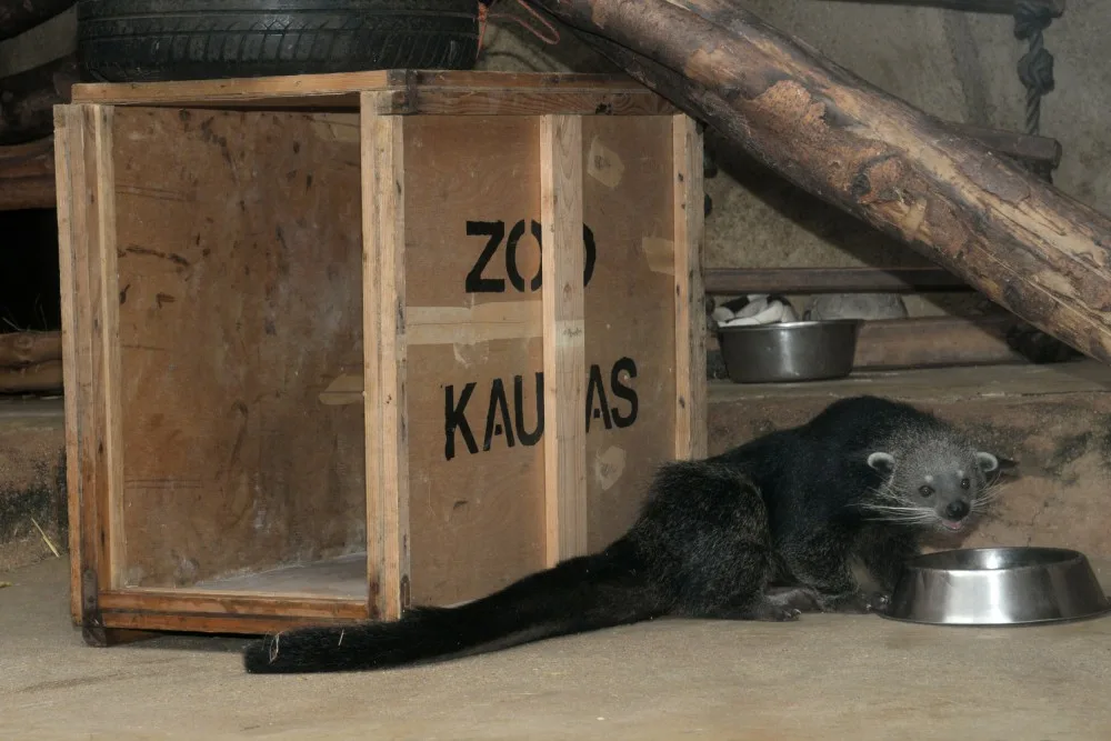 Dorotka, mládě binturongů z olomoucké zoo, už má nový domov – Zoo Tregomeur ve Francii
