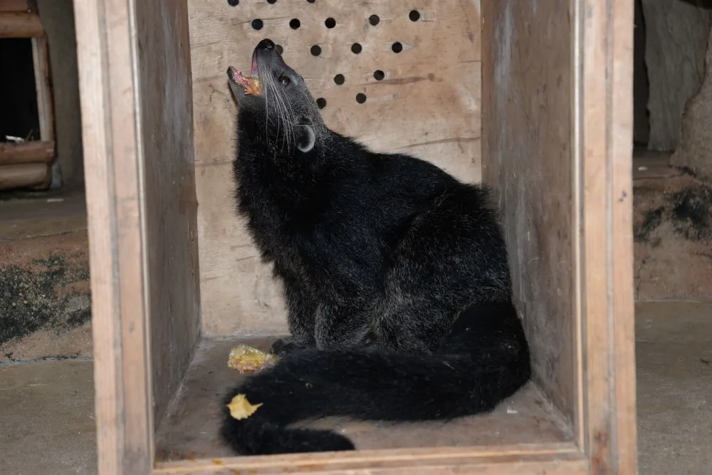 Dorotka, mládě binturongů z olomoucké zoo, už má nový domov – Zoo Tregomeur ve Francii