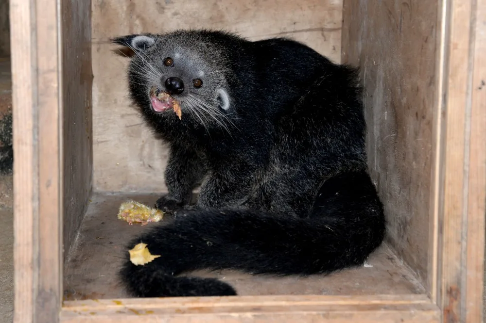 Dorotka, mládě binturongů z olomoucké zoo, už má nový domov – Zoo Tregomeur ve Francii