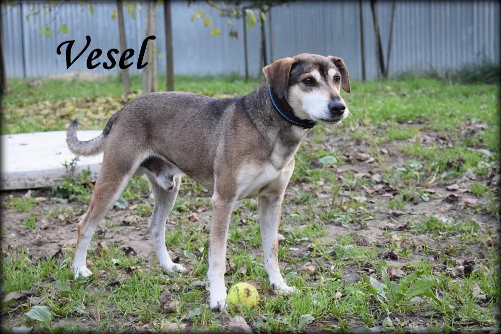Vesel