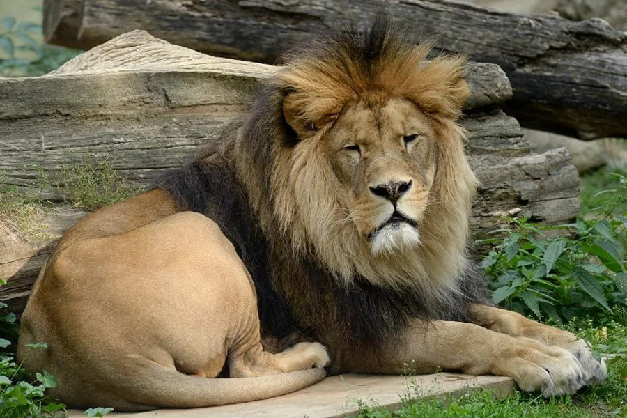 Návštěvnost olomoucké zoo v loňském roce vzrostla, může za to příznivé počasí