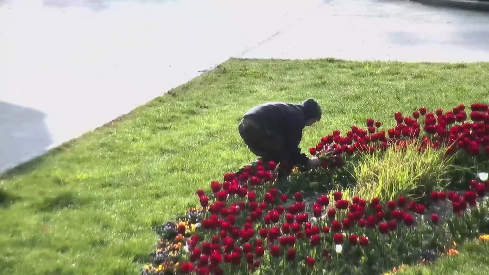 VIDEO: Trojice si natrhala čtyřicet tulipánů z Rudolfové aleje ve Smetanových sadech