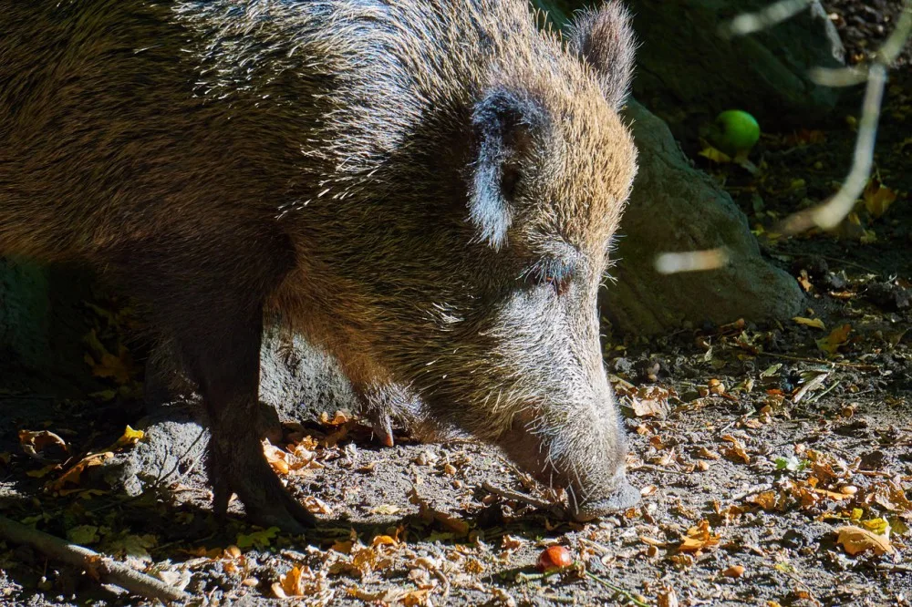 Řidiči skútru do cesty vběhli dva divočáci. Prvnímu stačil uhnout , druhému už ne