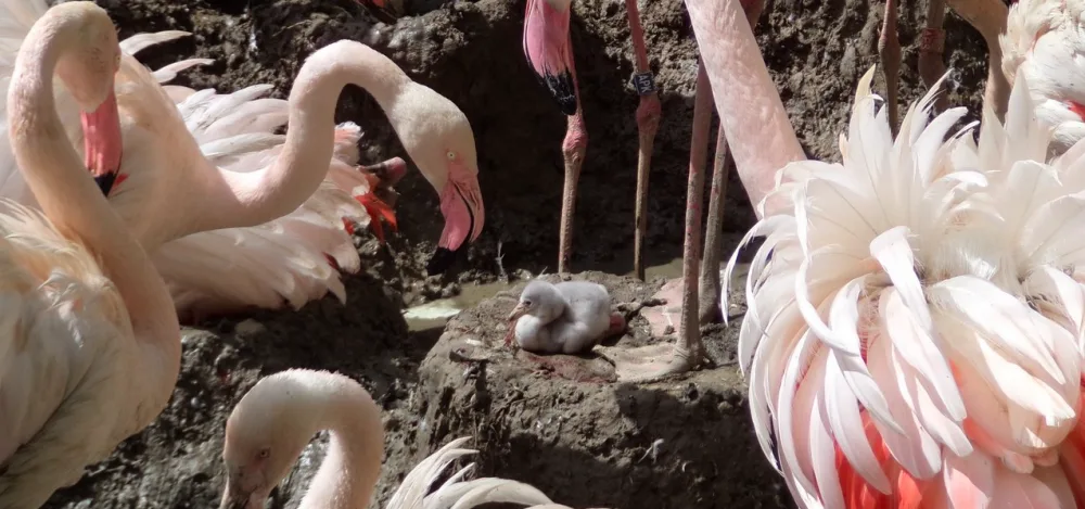 FOTO: V olomoucké zoo se vylíhla dlouho očekávaná mládaťa plameňáků