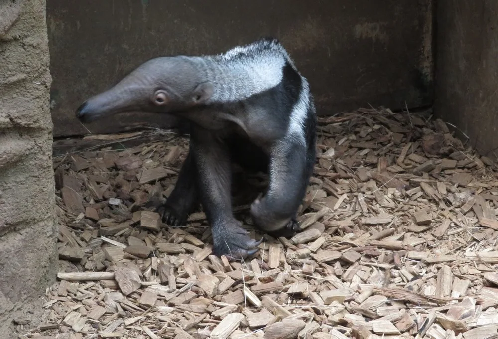 Mravenečník velký v Zoo Olomouc
