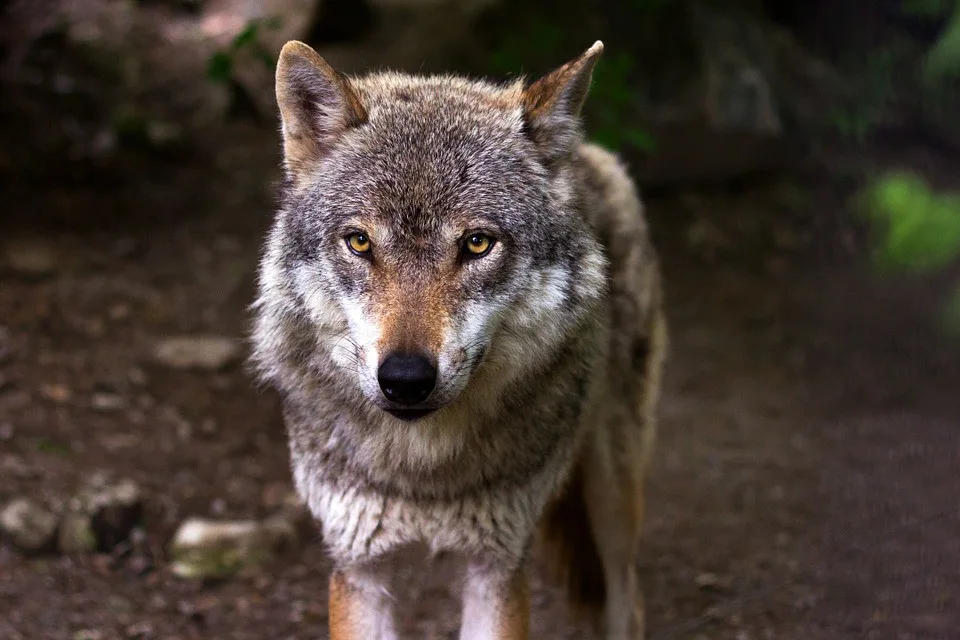 wolf-635063_960_720