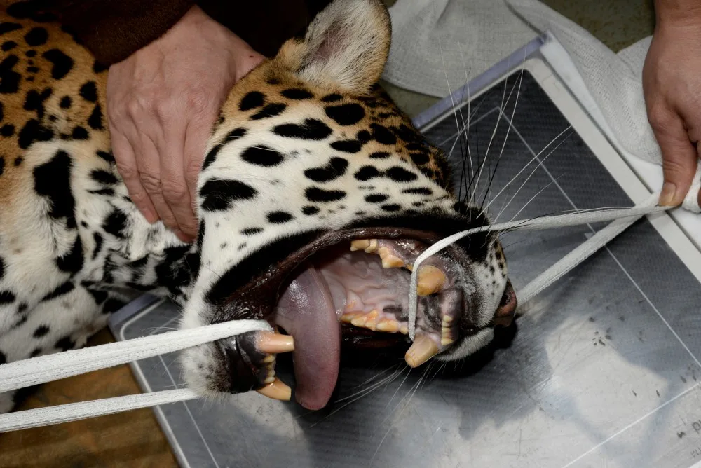 Jaguáří samice Inti z olomoucké zoo má problém se zuby. V přírodě by nepřežila, pod dohledem lékářů má šanci